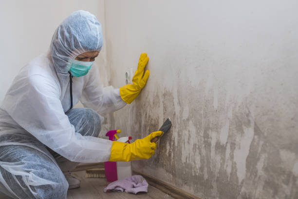 Best Attic Mold Removal  in Granite Falls, MN