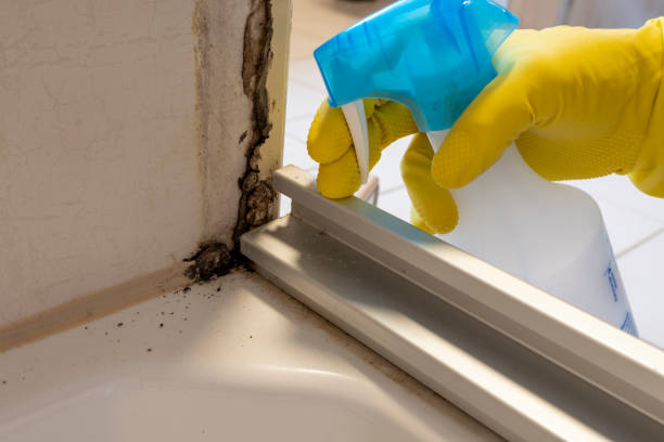 Professional Mold Remediation in Granite Falls, MN